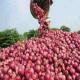 Red Onions Can Help Prevent Heart Disease 